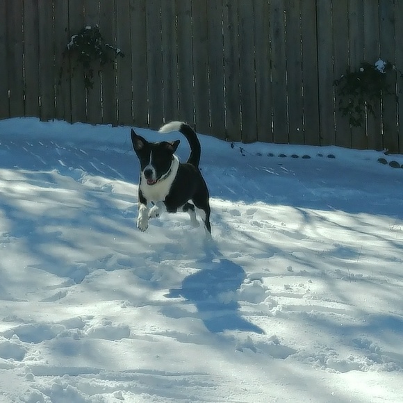 💝Posh Ambassador - Picture 5 of 5